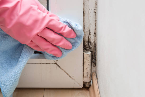 Best Environmental Consulting for Mold Prevention  in Washington, NJ